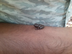 Raorchestes tuberohumerus