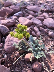 Lomatium foeniculaceum