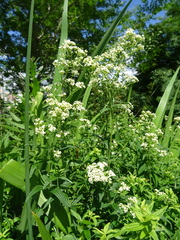 Galium × pseudoboreale