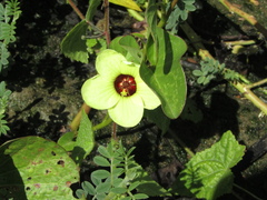 Pavonia cancellata