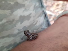 Raorchestes tuberohumerus