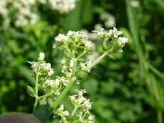Galium × pseudoboreale