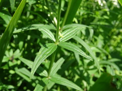 Galium × pseudoboreale