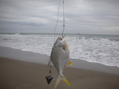 Trachinotus carolinus