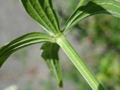 Galium × pseudoboreale