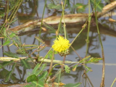 Neptunia oleracea