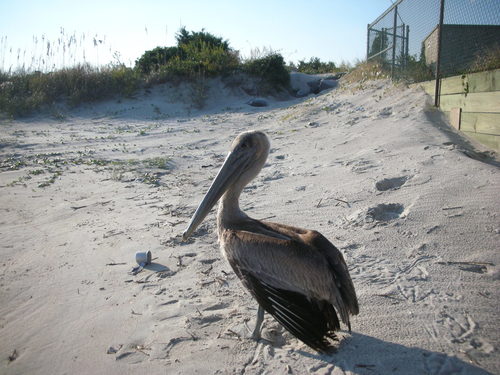 Brown Pelican photographed in North Carolina