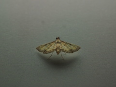 Cnaphalocrocis latimarginalis