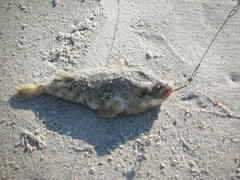 Sphoeroides maculatus