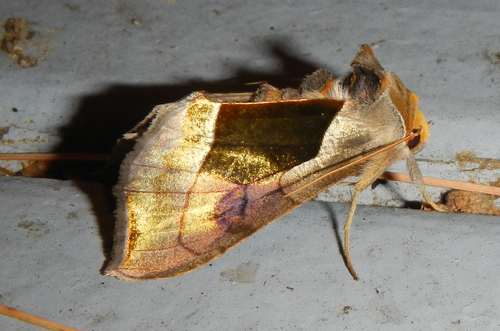 Hologram Moth photo 5