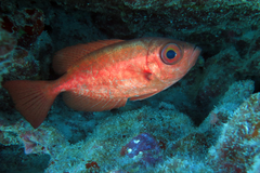 Priacanthidae
