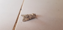 Polymixis trisignata