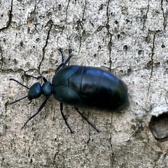 Meloe corvinus