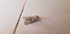 Polymixis trisignata
