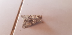 Polymixis trisignata