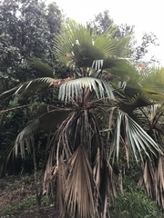 Pritchardia hardyi