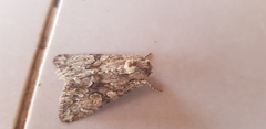 Polymixis trisignata