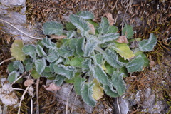Campanula elatinoides