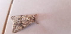 Polymixis trisignata