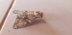 Polymixis trisignata