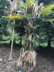 Pritchardia hardyi