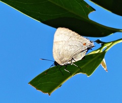 Allosmaitia strophius