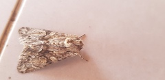 Polymixis trisignata