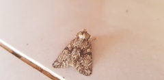 Polymixis trisignata