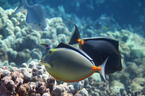 Pacific Orange-spine Unicornfish