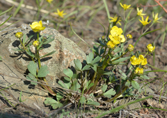 Ranunculus polyrhizos