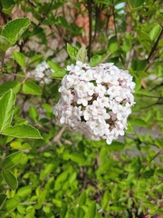 Viburnum carlesii