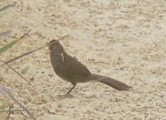 Dasyornis broadbenti