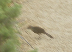 Dasyornis broadbenti