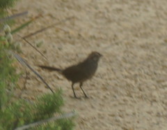 Dasyornis broadbenti