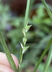 Carex striatula image