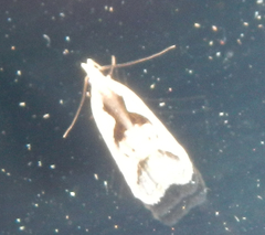 Dichomeris bilobella