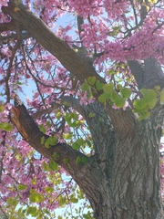 Cercis siliquastrum