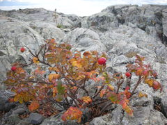 Rosa rugosa