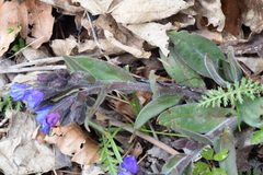 Pulmonaria australis