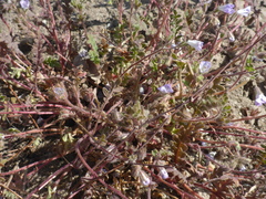 Phacelia douglasii