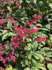 Clerodendrum splendens