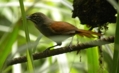 Pheugopedius mystacalis