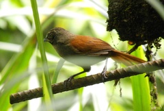Pheugopedius mystacalis