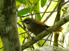 Pheugopedius mystacalis