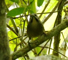 Pheugopedius mystacalis
