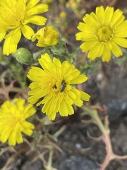 Malacothrix foliosa foliosa