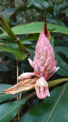 Alpinia sessiliflora