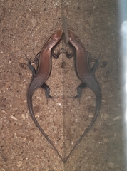 Eutropis madaraszi