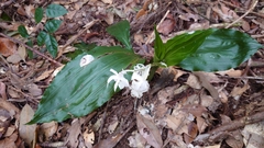 Calanthe arisanensis