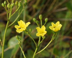 Ornduffia reniformis